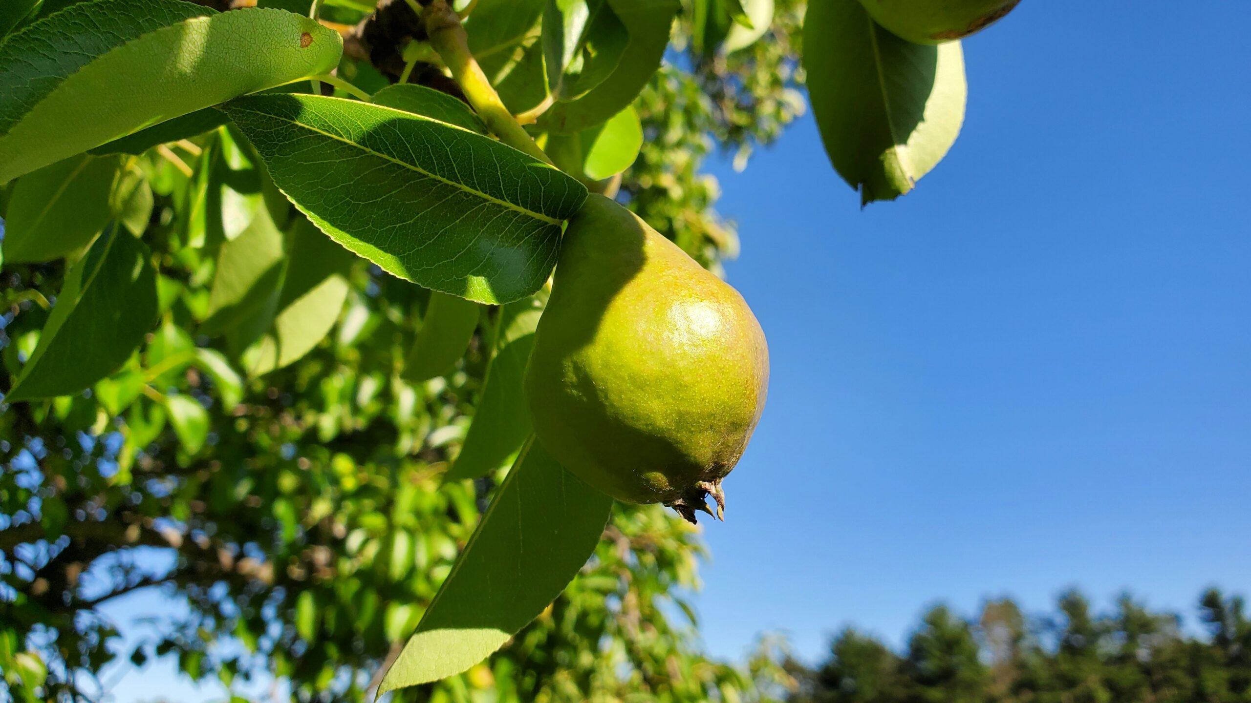 unopened pear in benton harbor